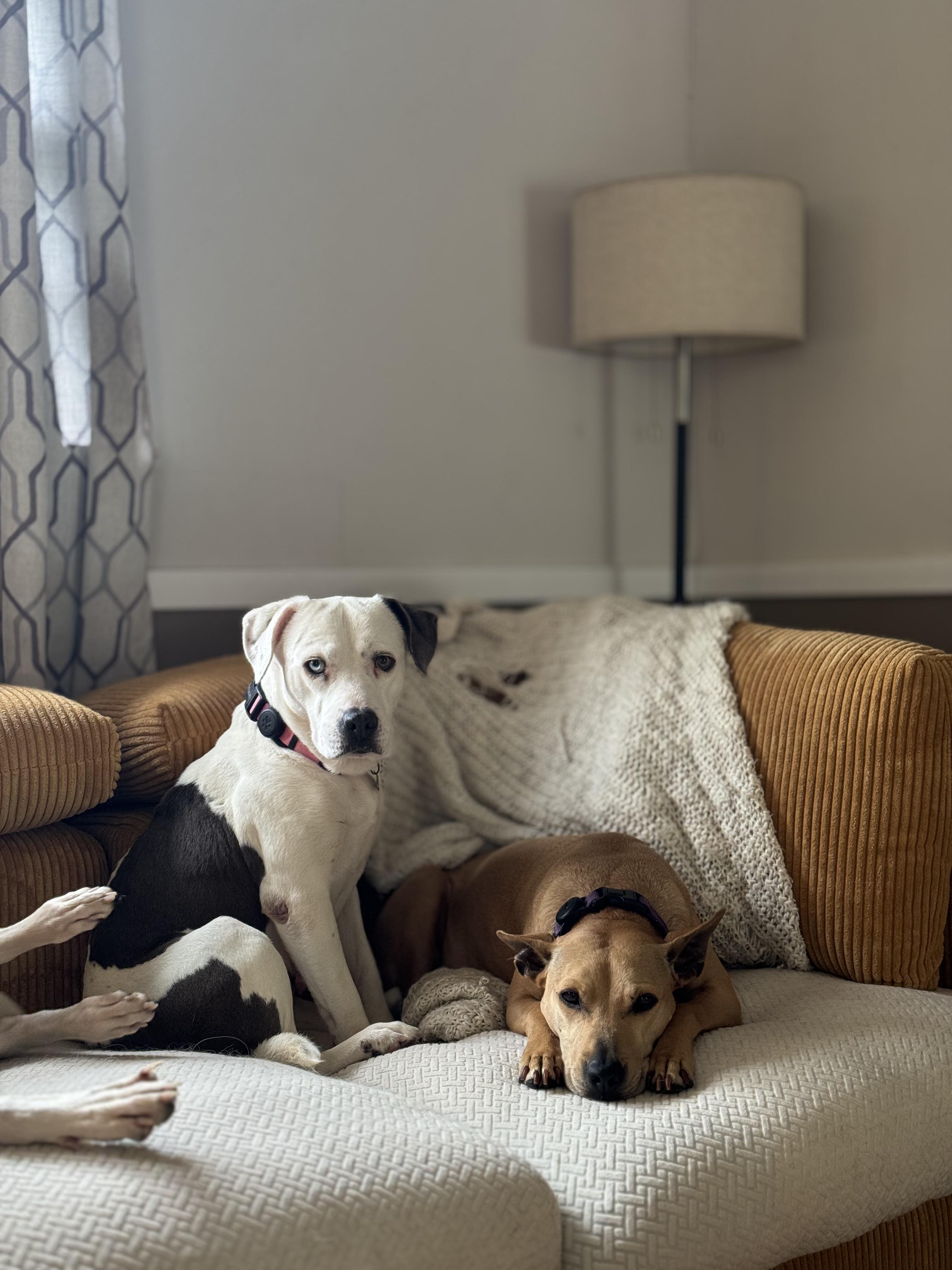 Enlarge Emerson, a Adoptable mixed breed in Charleston, SC image 4/6