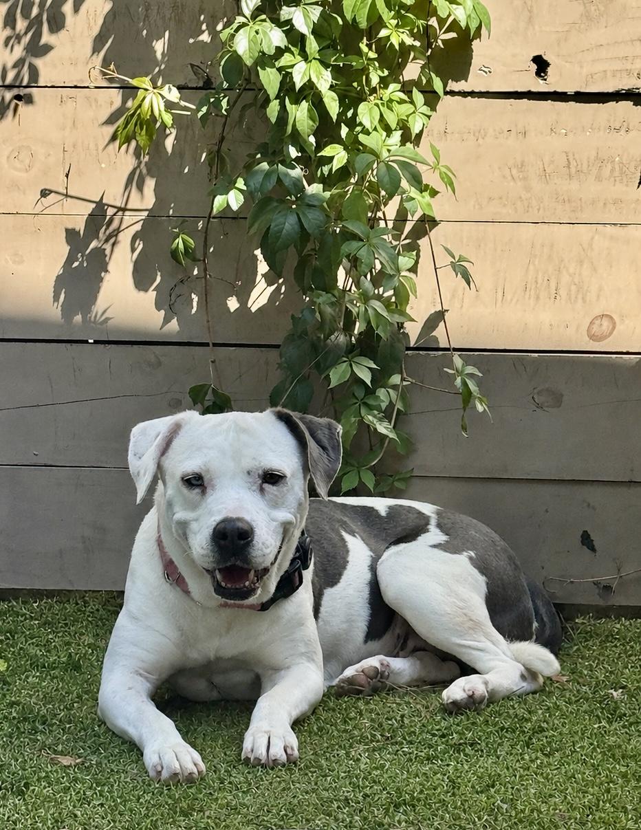 Enlarge Emerson, a Adoptable mixed breed in Charleston, SC image 5/6