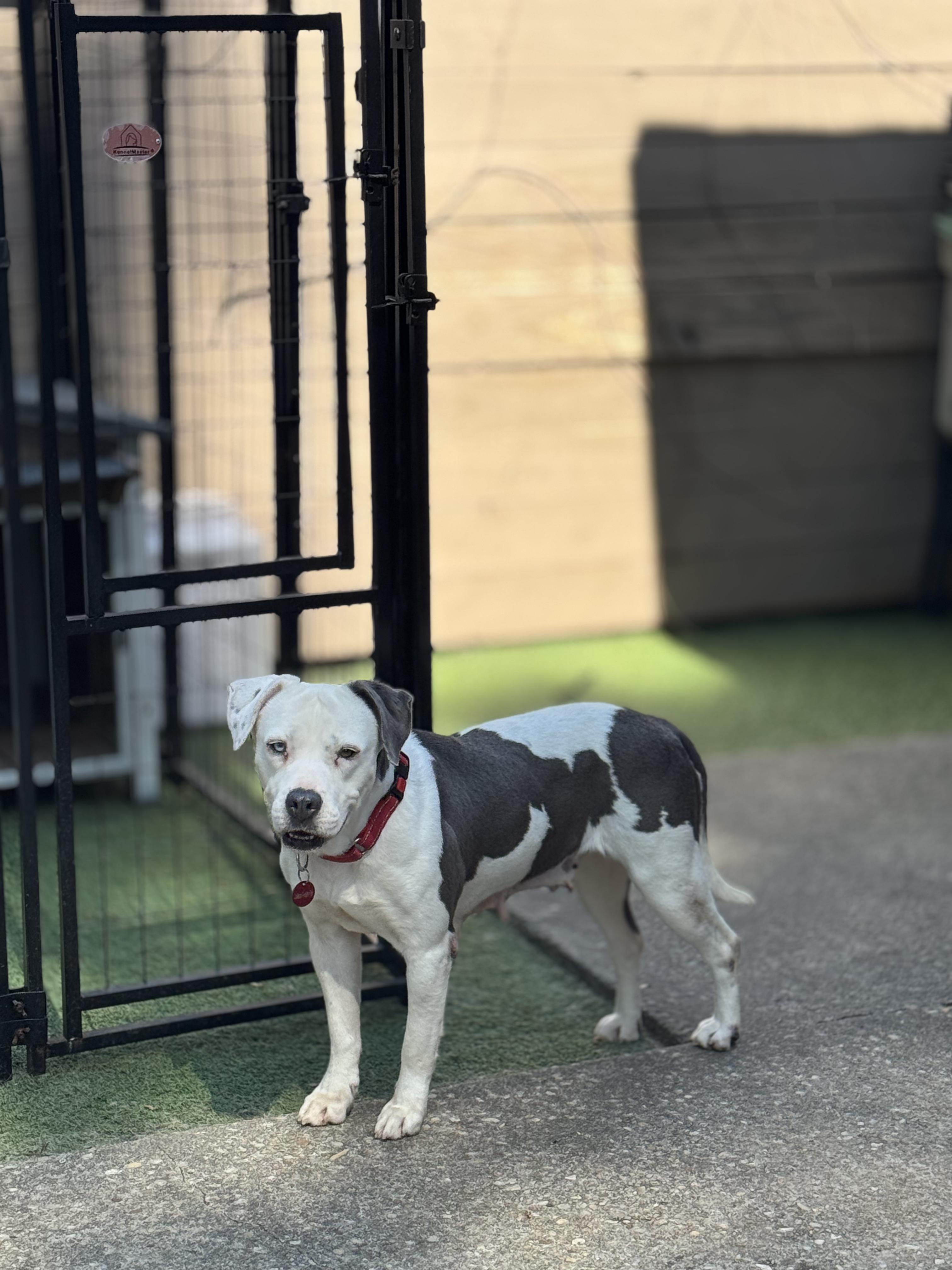 Enlarge Emerson, a Adoptable mixed breed in Charleston, SC image 3/6
