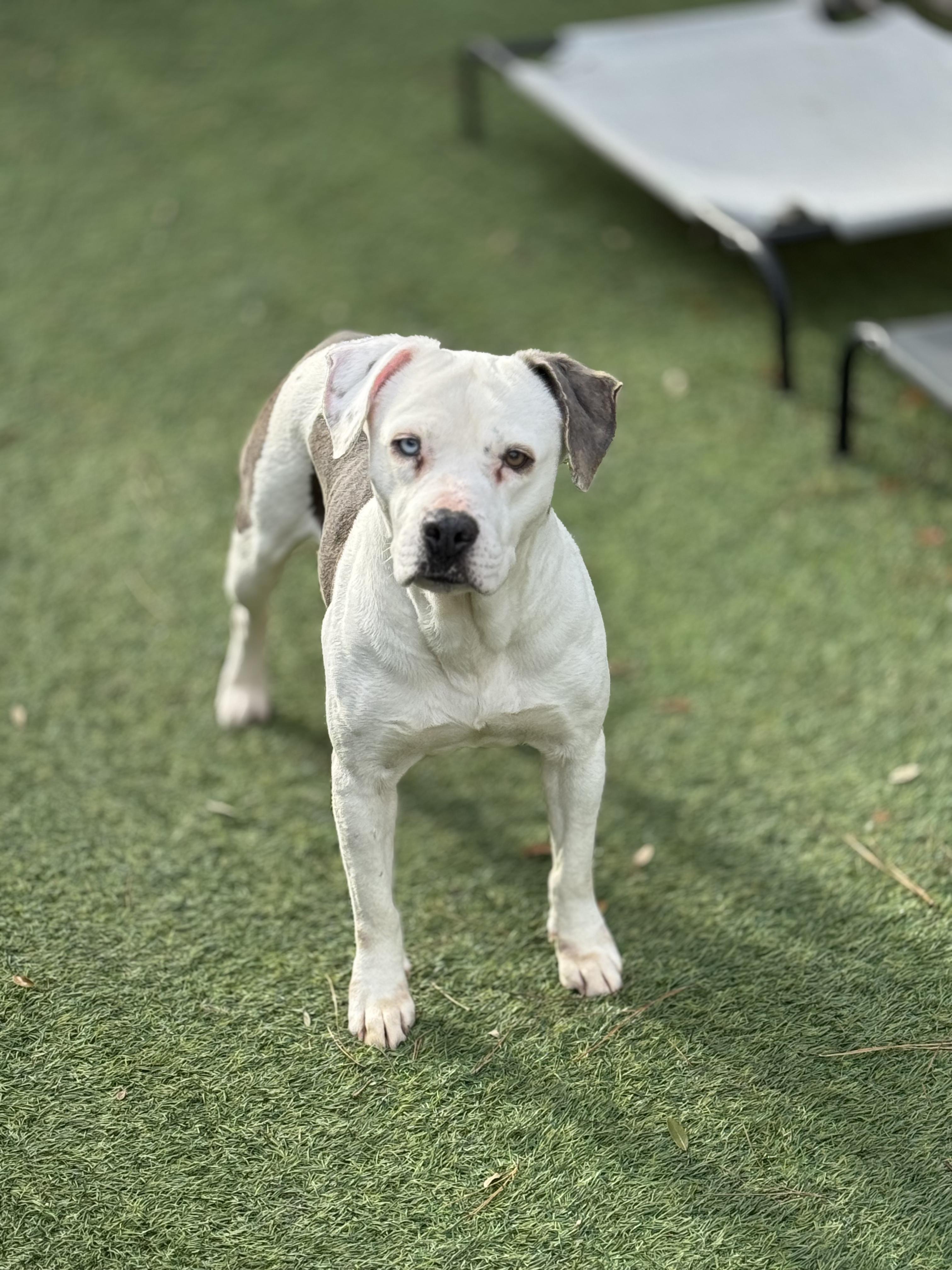 Emerson, Adoptable, Adult Female American Staffordshire Terrier.