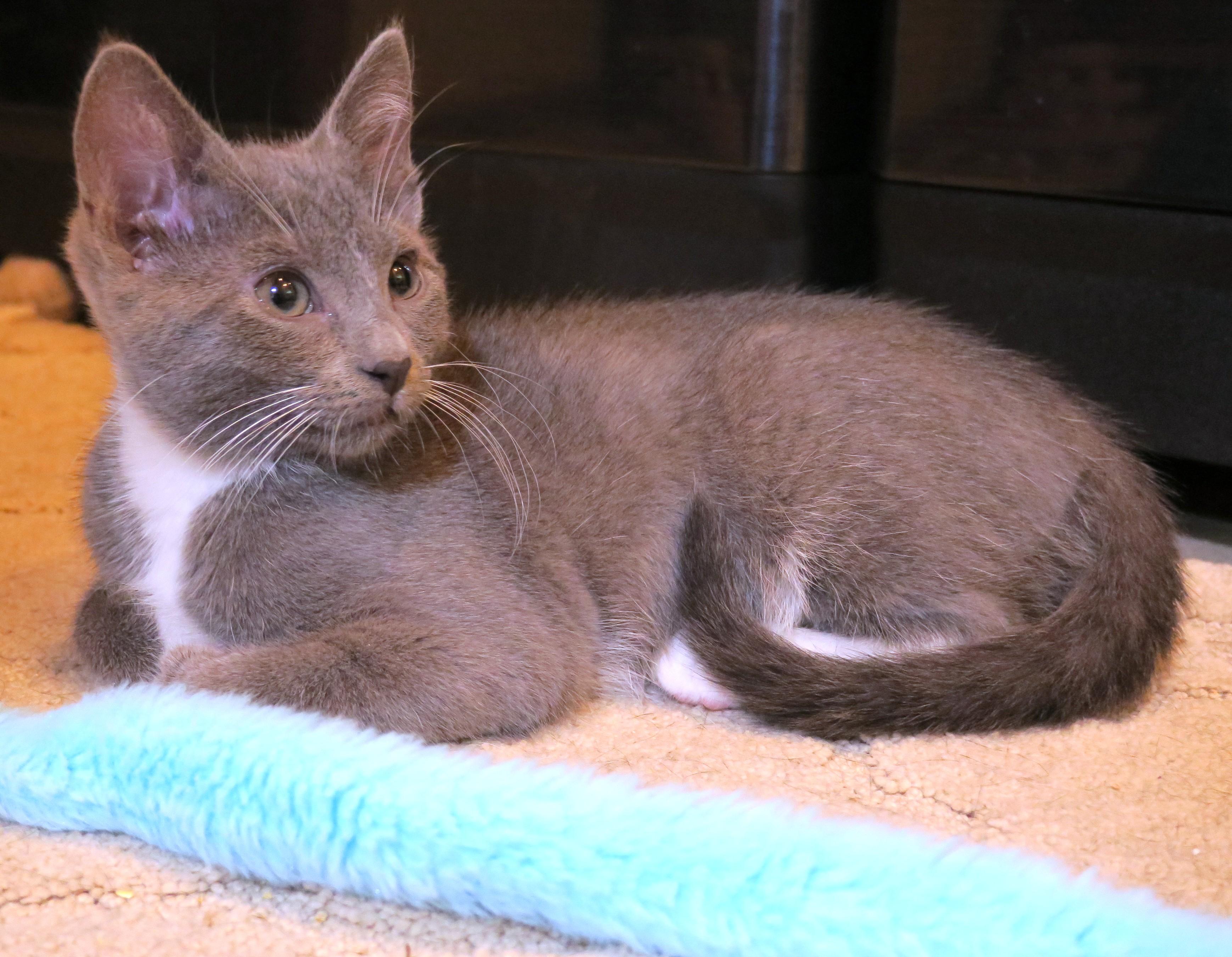Lady Gray, an adopted mixed breed in Bow, WA image 2/6