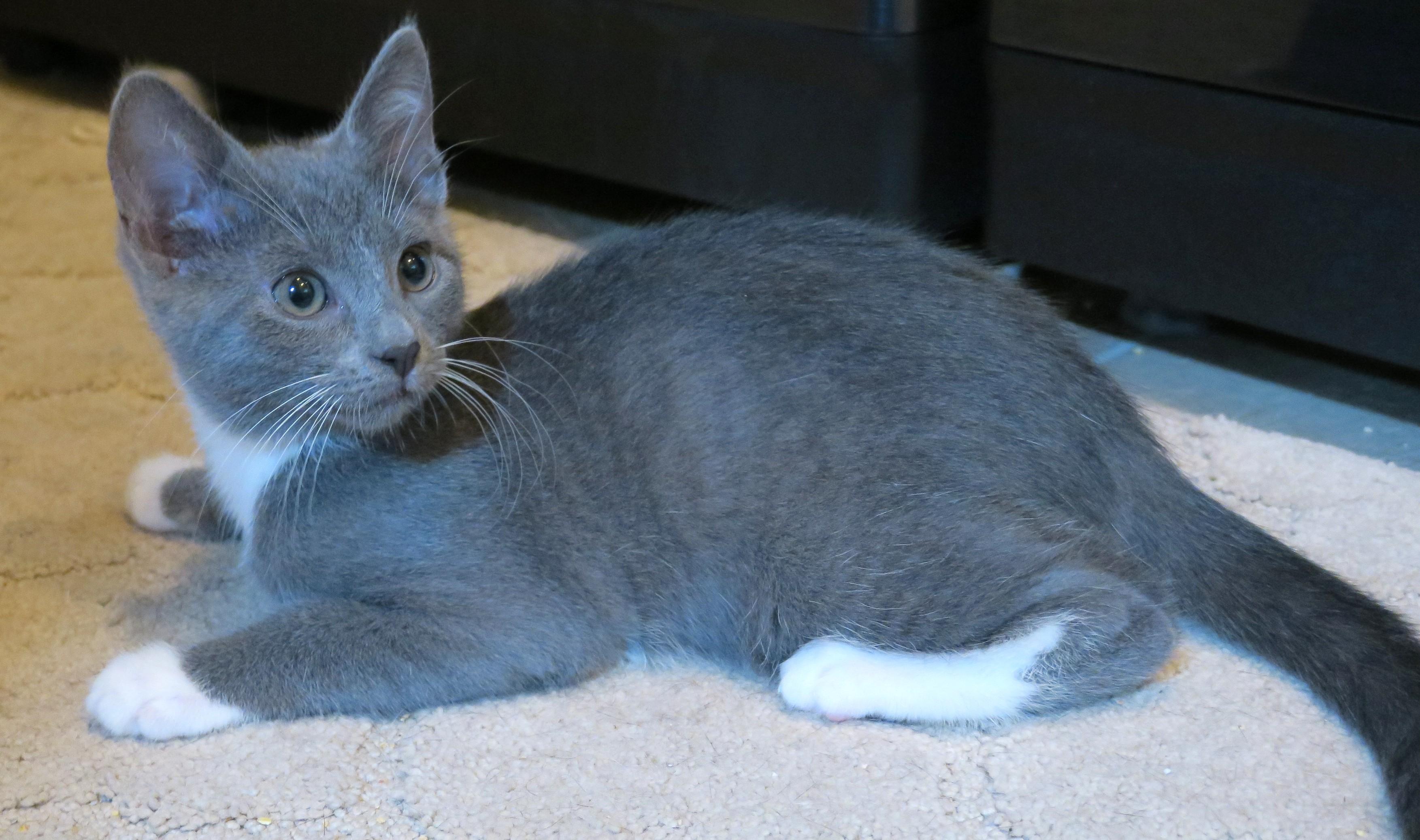 Lady Gray, an adopted mixed breed in Bow, WA image 3/6