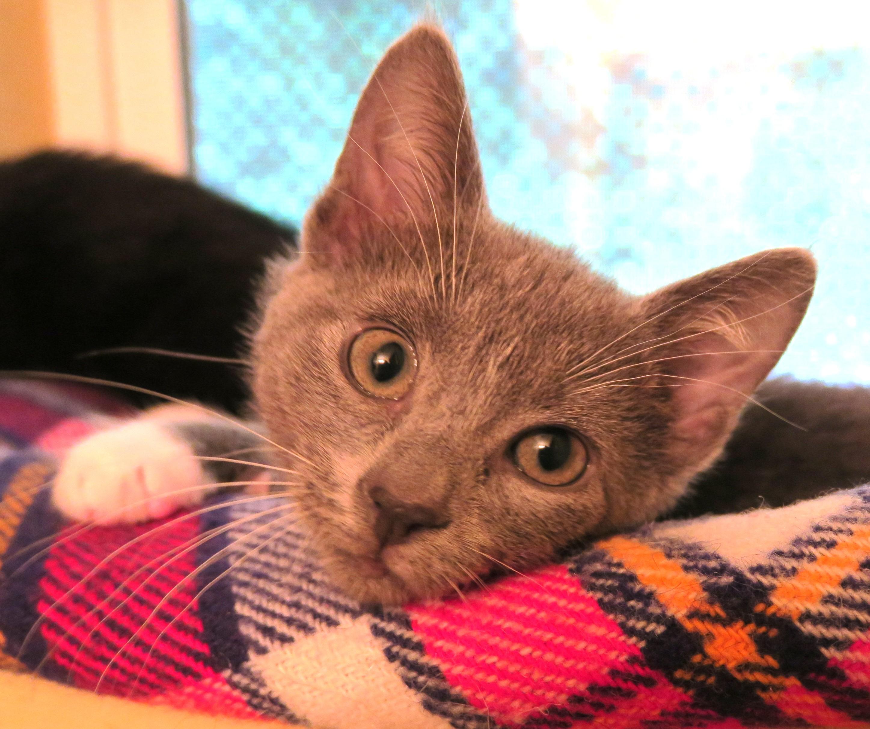 Lady Gray, an adopted mixed breed in Bow, WA image 4/6