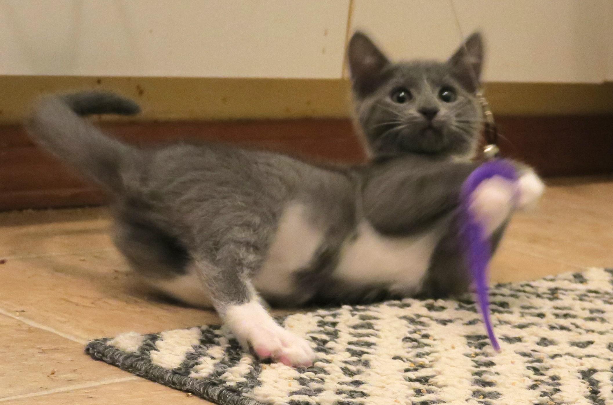 Lady Gray, an adopted mixed breed in Bow, WA image 6/6