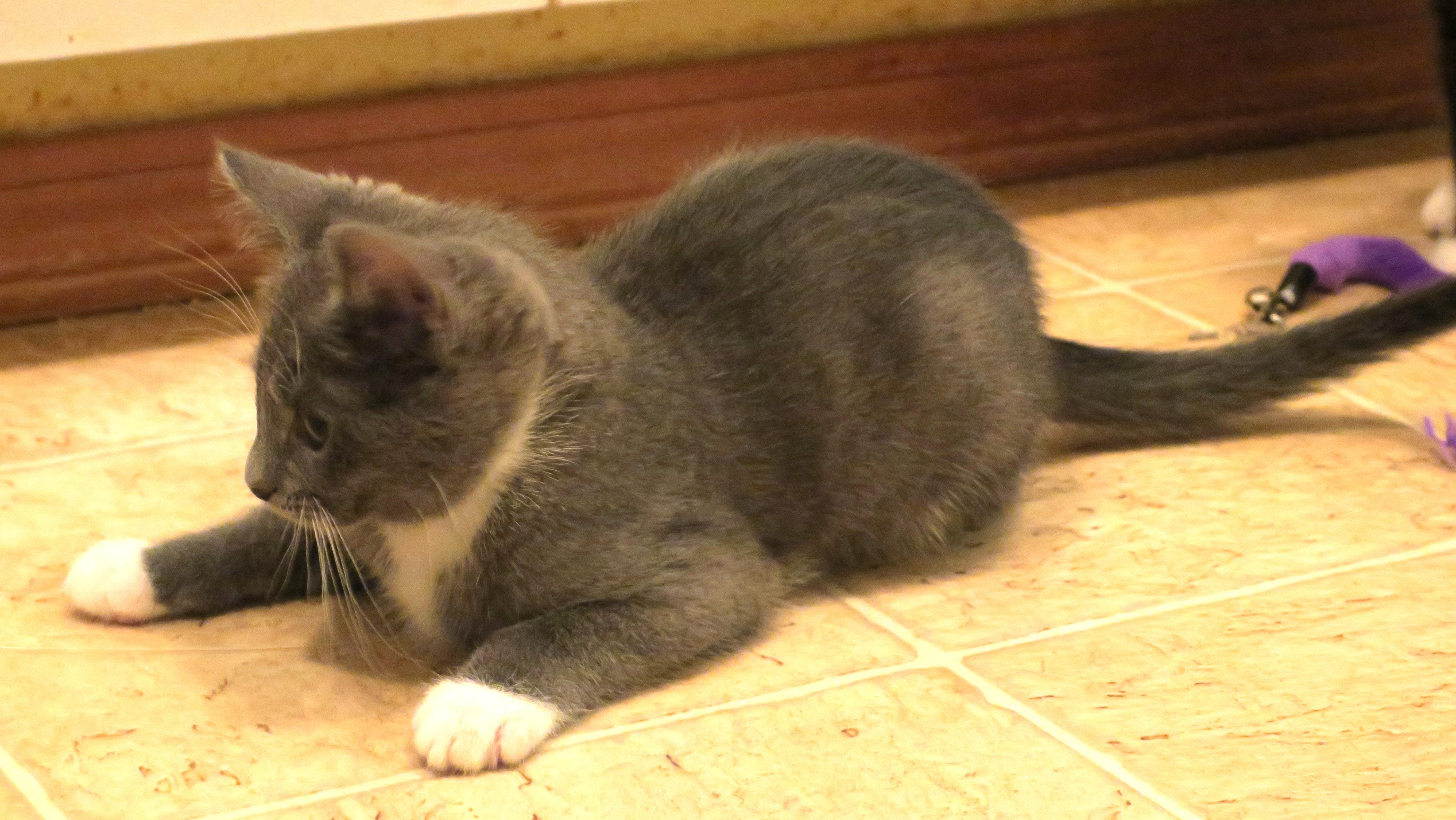 Lady Gray, an adopted mixed breed in Bow, WA image 5/6