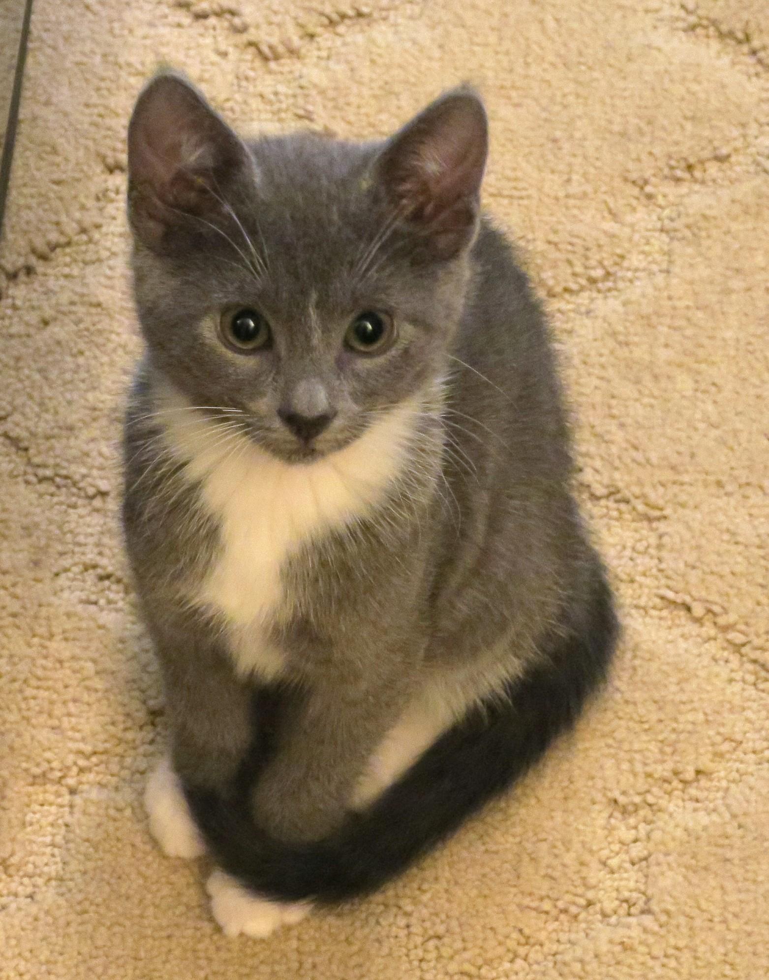 Lady Gray, adopted, Kitten Female Russian Blue.