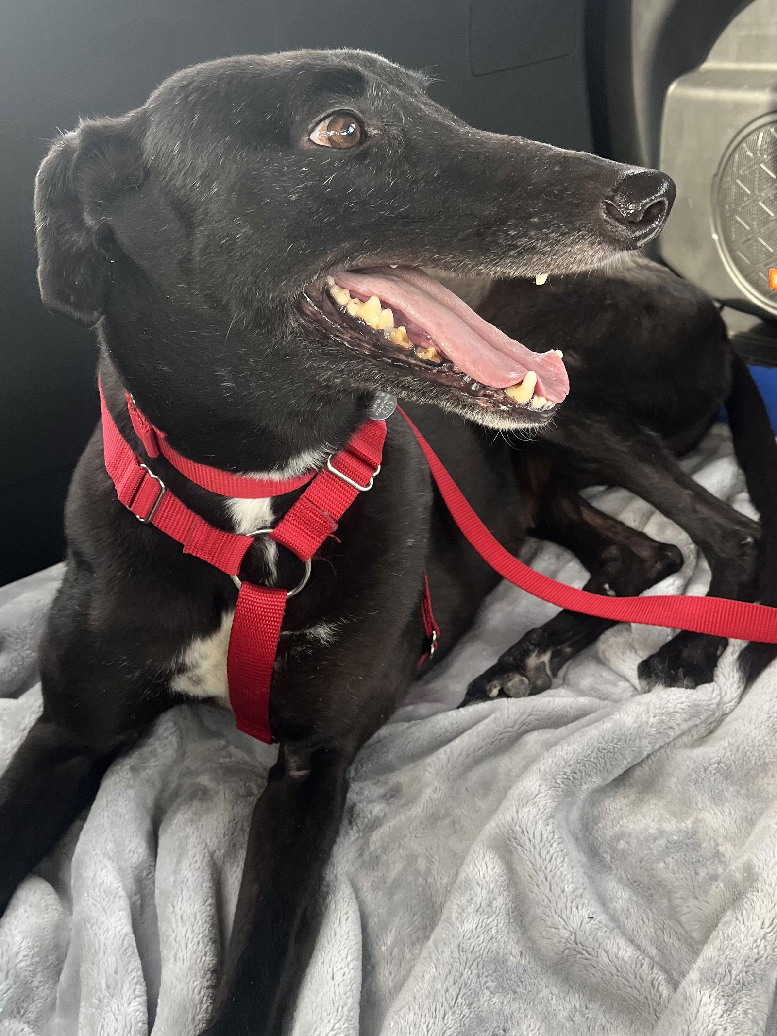 Glory, Adoptable, Adult Female Greyhound.