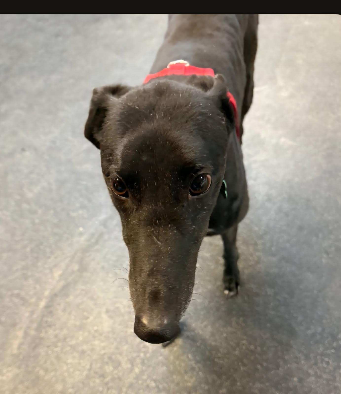 Enlarge Glory, a Adoptable Greyhound in Kansas City, MO image 2/3