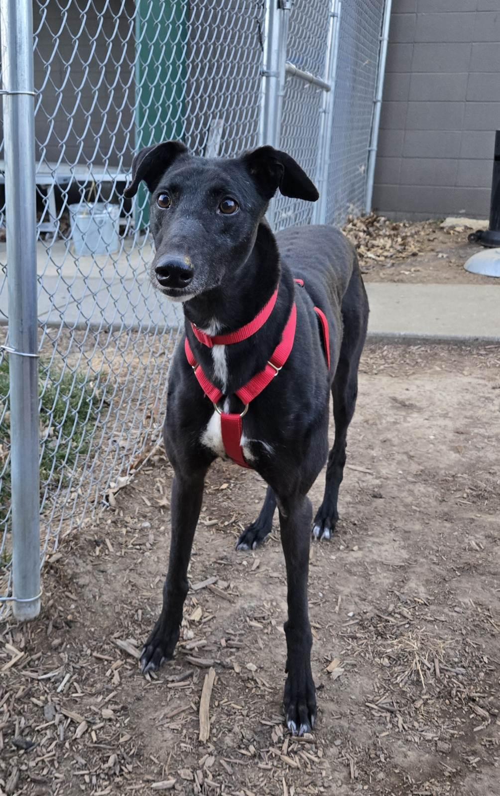 Enlarge Glory, a Adoptable Greyhound in Kansas City, MO image 3/3