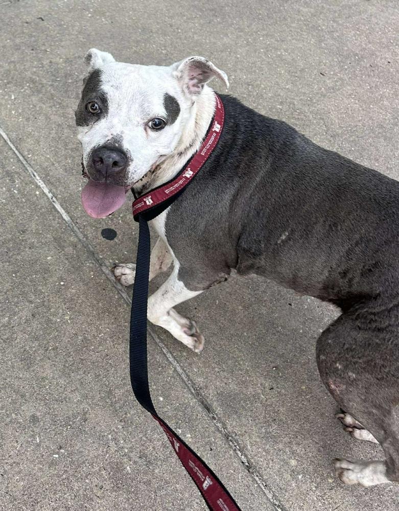 Enlarge Mollie, a Adopted mixed breed in Troy, AL image 1/5