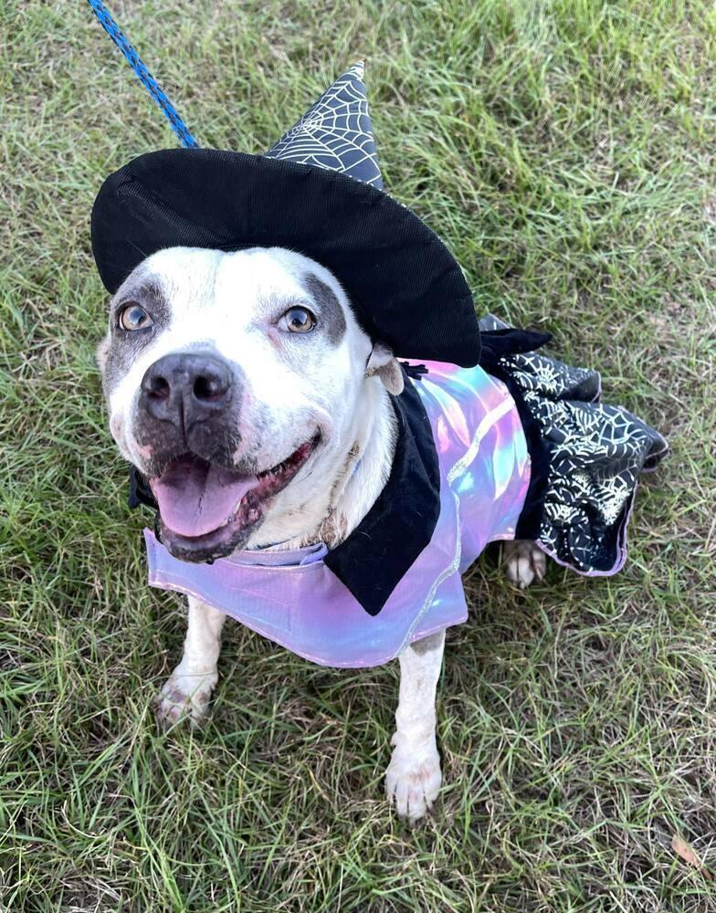 Enlarge Mollie, a Adopted mixed breed in Troy, AL image 2/5