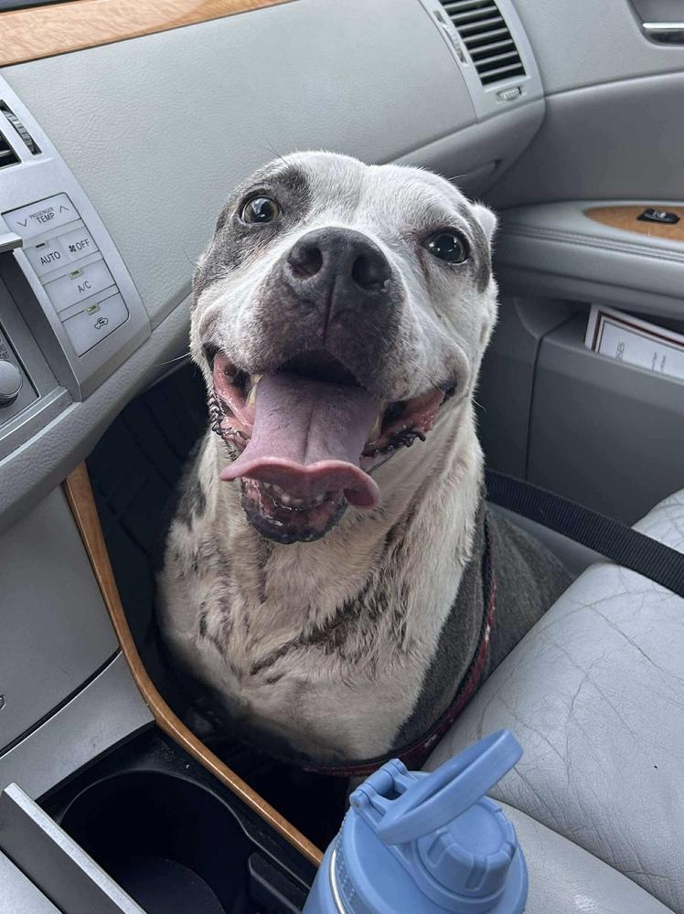 Mollie, Adopted, Adult Female American Bulldog.