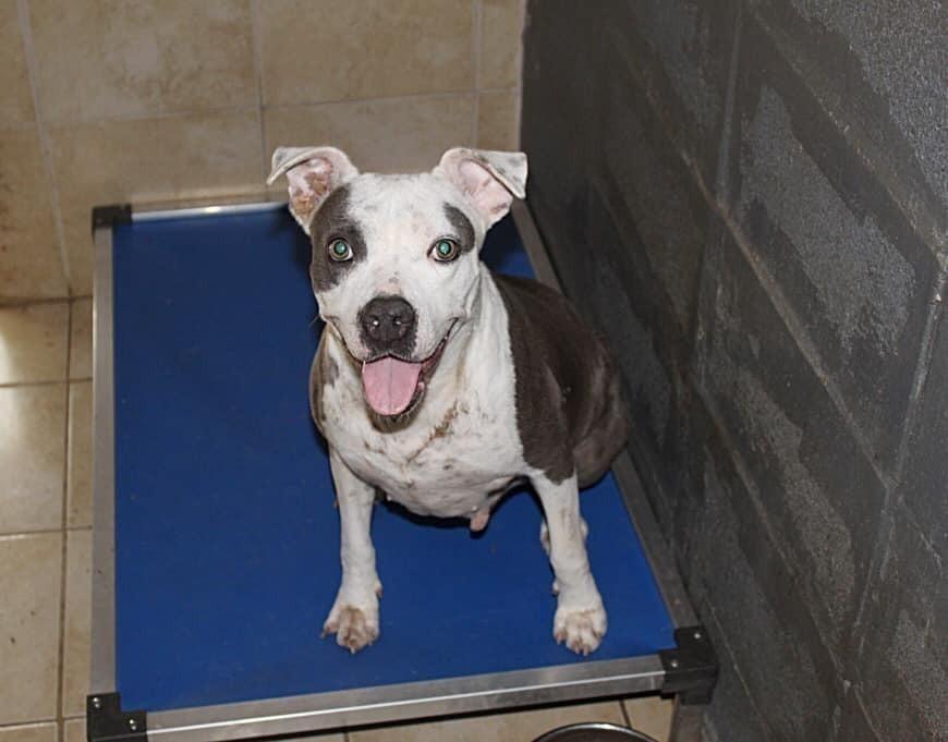 Enlarge Mollie, a Adopted mixed breed in Troy, AL image 4/5