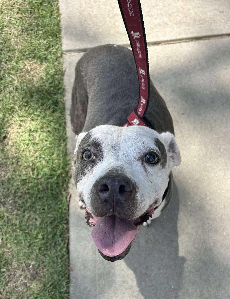 Enlarge Mollie, a Adopted mixed breed in Troy, AL image 5/5