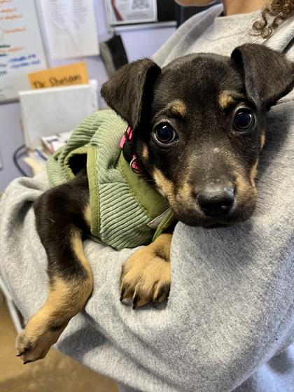 Chorizo, Adoptable, Young Female Mixed Breed.