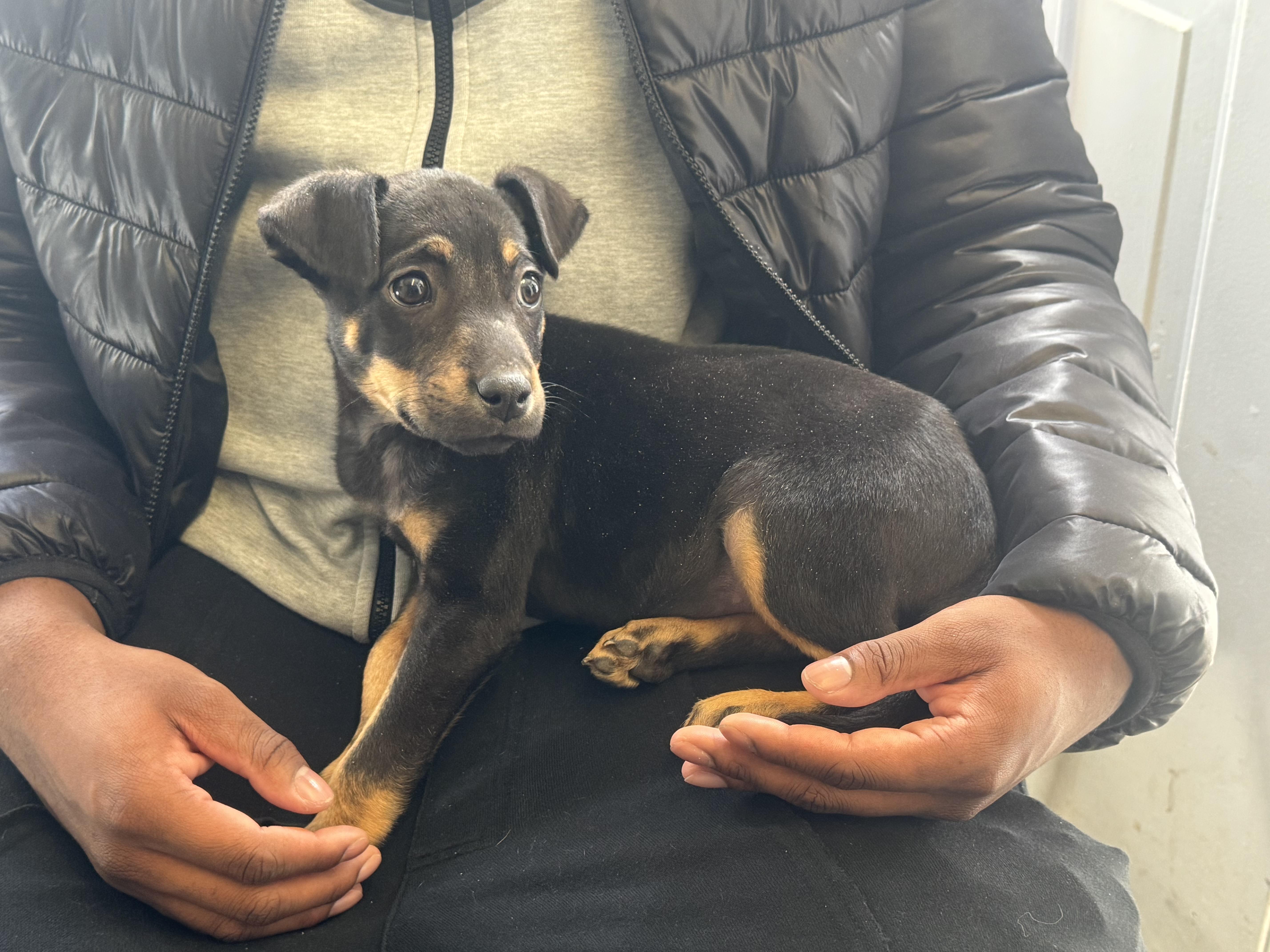 Chorizo, a Adoptable Mixed Breed in Marshall, NC image 2/3