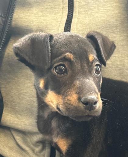 Chorizo, a Adoptable Mixed Breed in Marshall, NC image 3/3