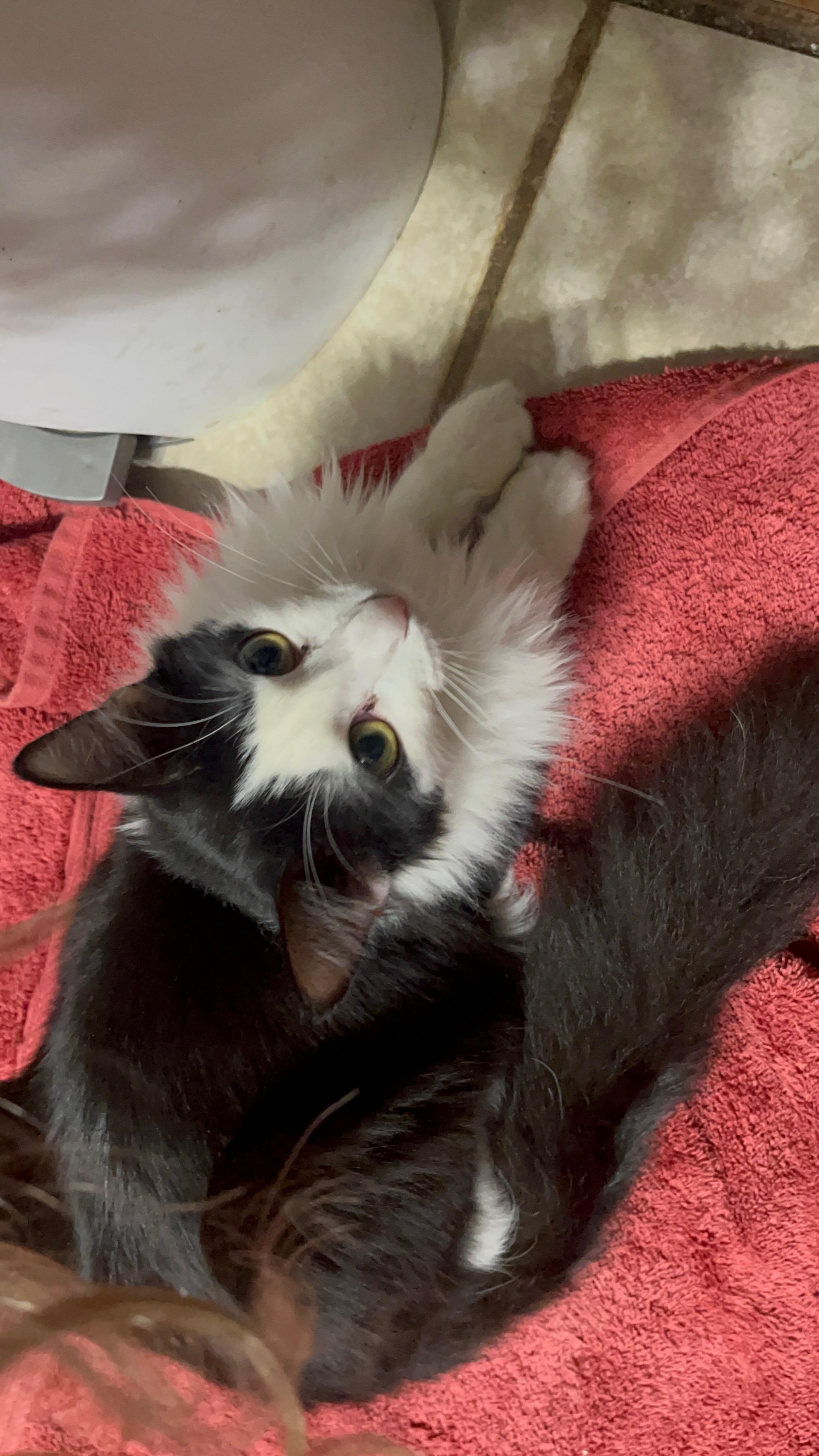 Enlarge Humphrey Bogart, a Adoptable mixed breed in Youngtown, AZ image 4/5