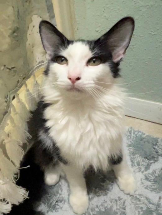 Humphrey Bogart, Adoptable, Kitten Male Domestic Medium Hair.