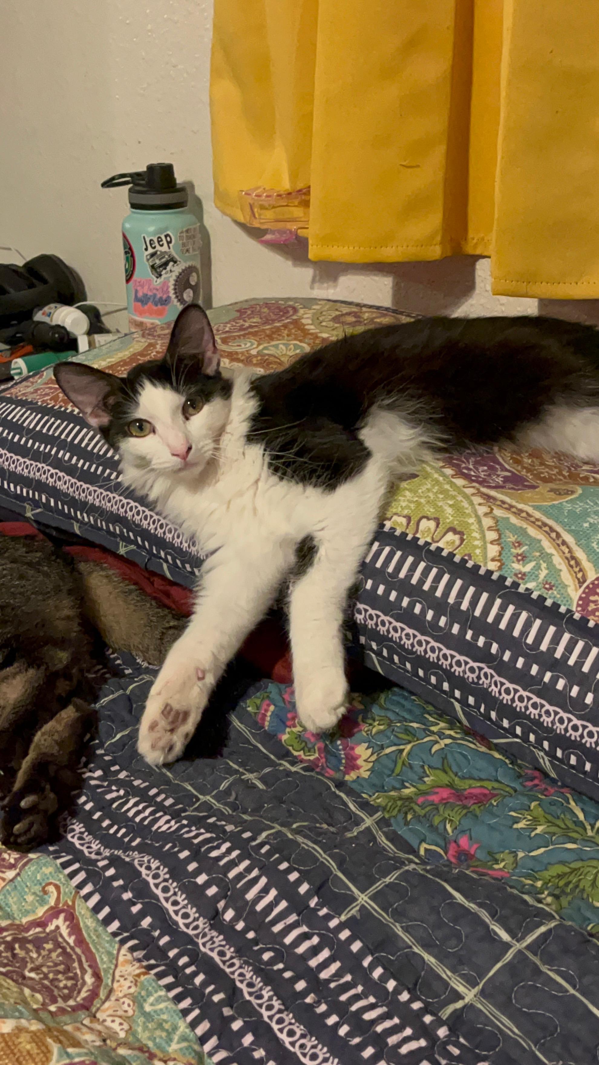 Enlarge Humphrey Bogart, a Adoptable mixed breed in Youngtown, AZ image 5/5