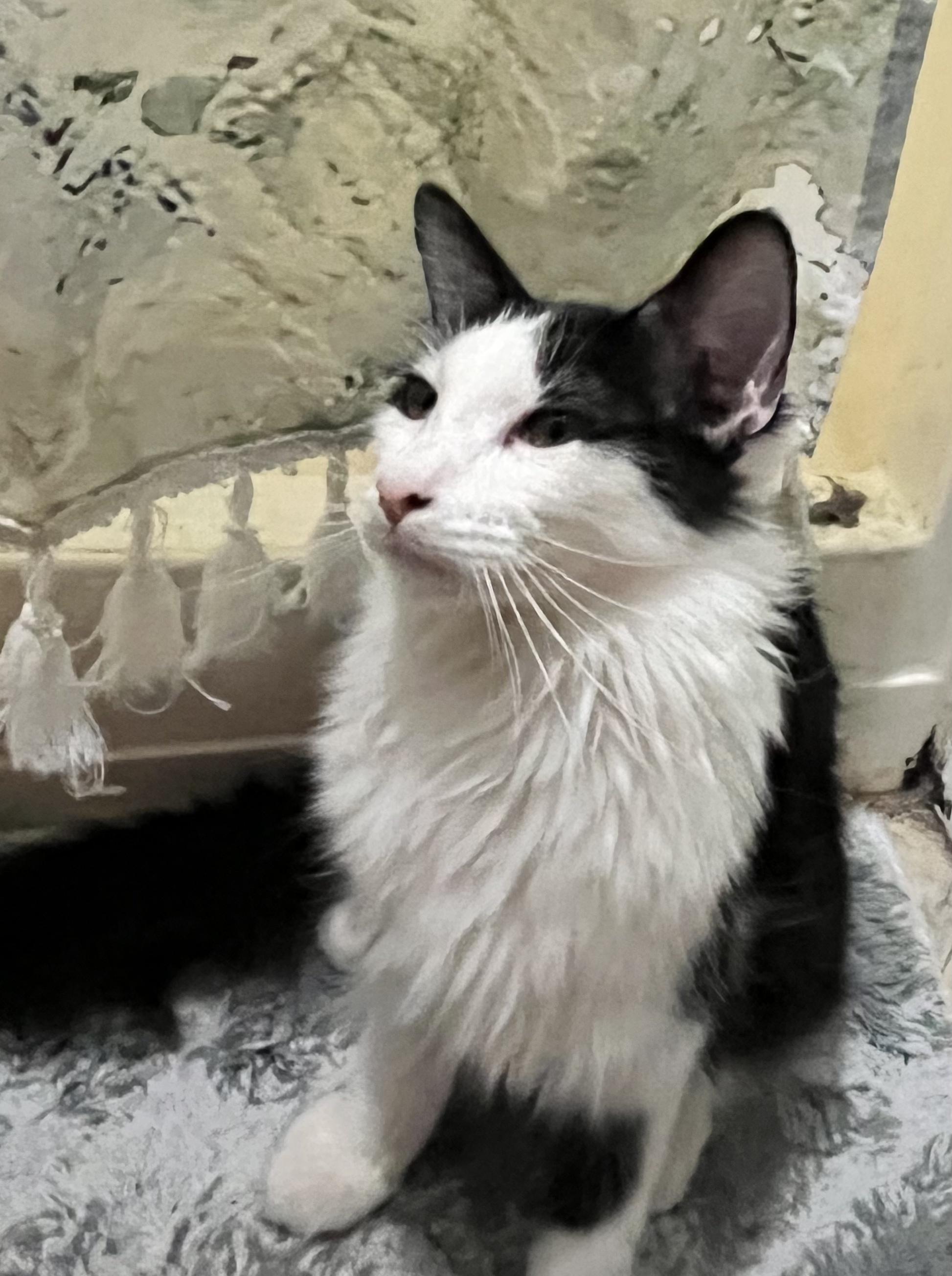 Humphrey Bogart, Adoptable, Kitten Male Domestic Medium Hair.