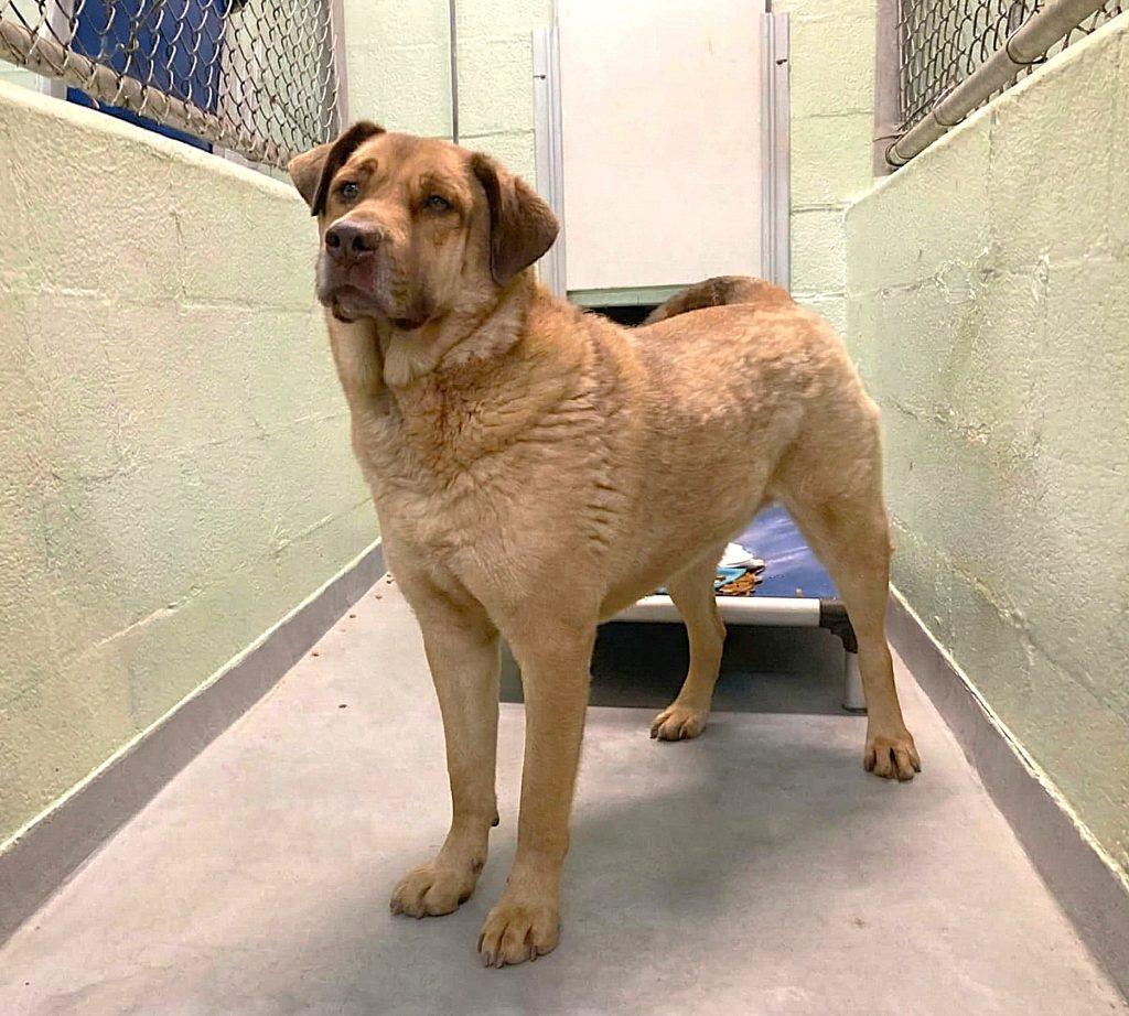 Enlarge Butters, a Adopted Mixed Breed in Durham, NC image 1/1