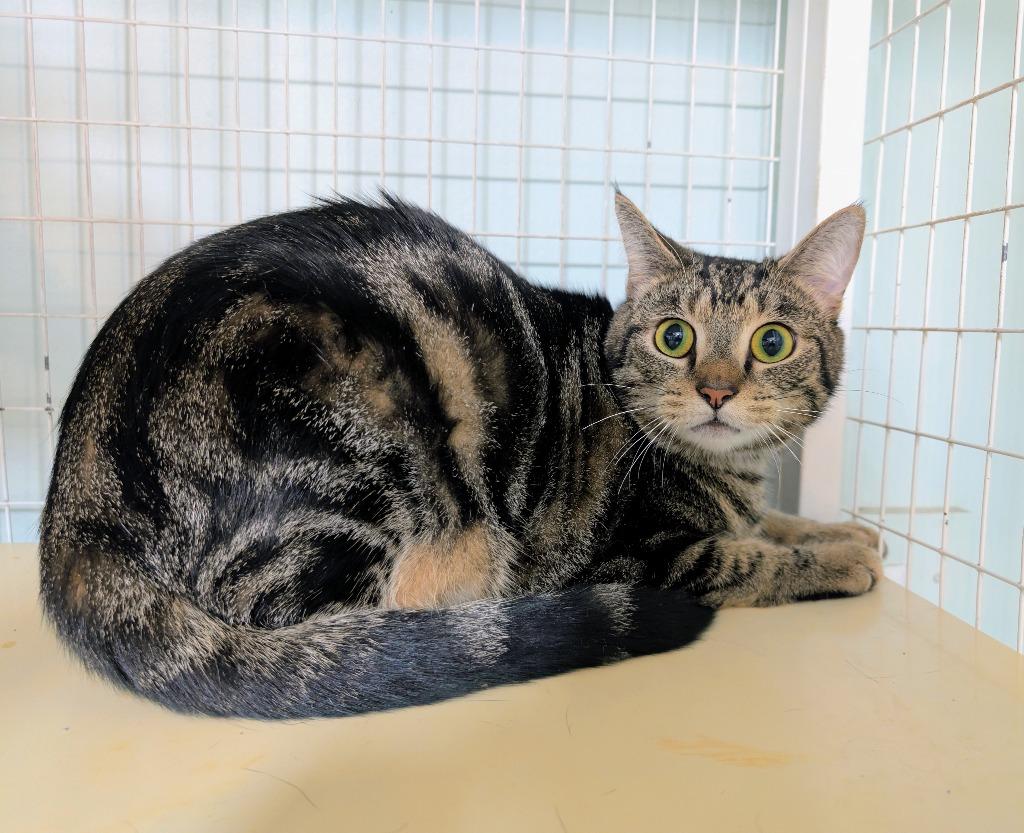 Valentino, Adoptable, Young Male Domestic Short Hair.