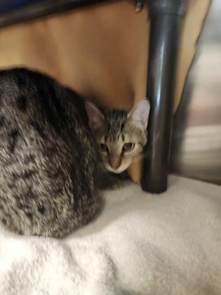 Louise, Adoptable, Adult Female Domestic Short Hair & Domestic Short Hair.