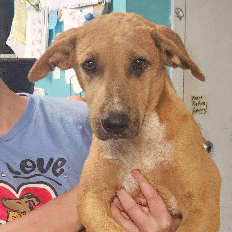 Hickory, a Adoptable mixed breed in Stephenville, TX image 1/6