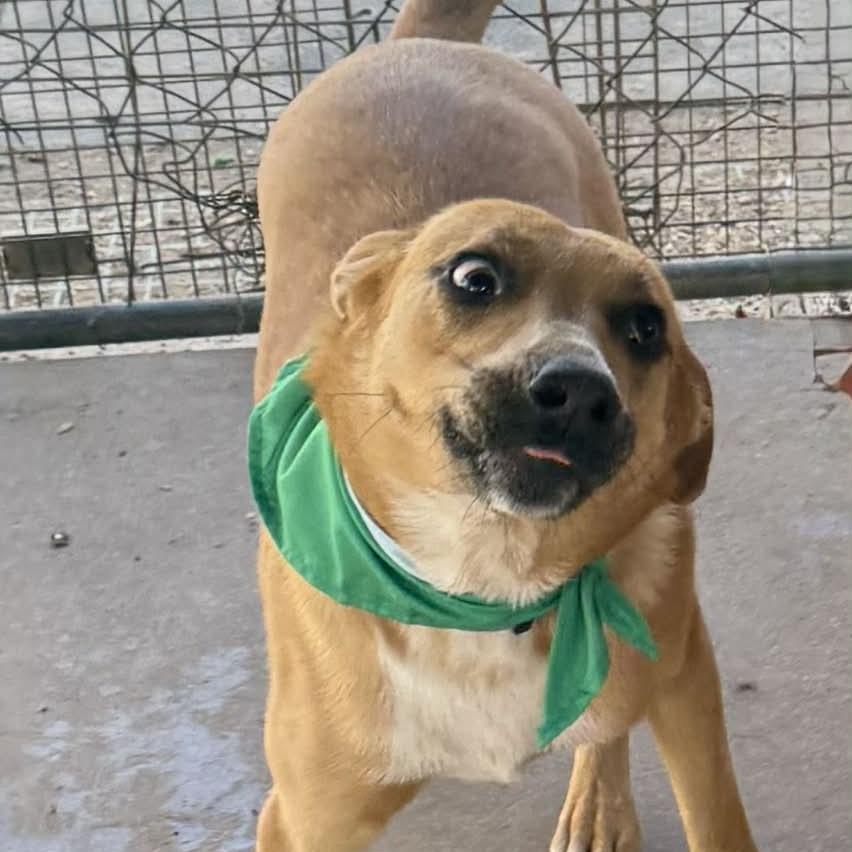 Enlarge Hickory, a Adoptable mixed breed in Stephenville, TX image 2/6