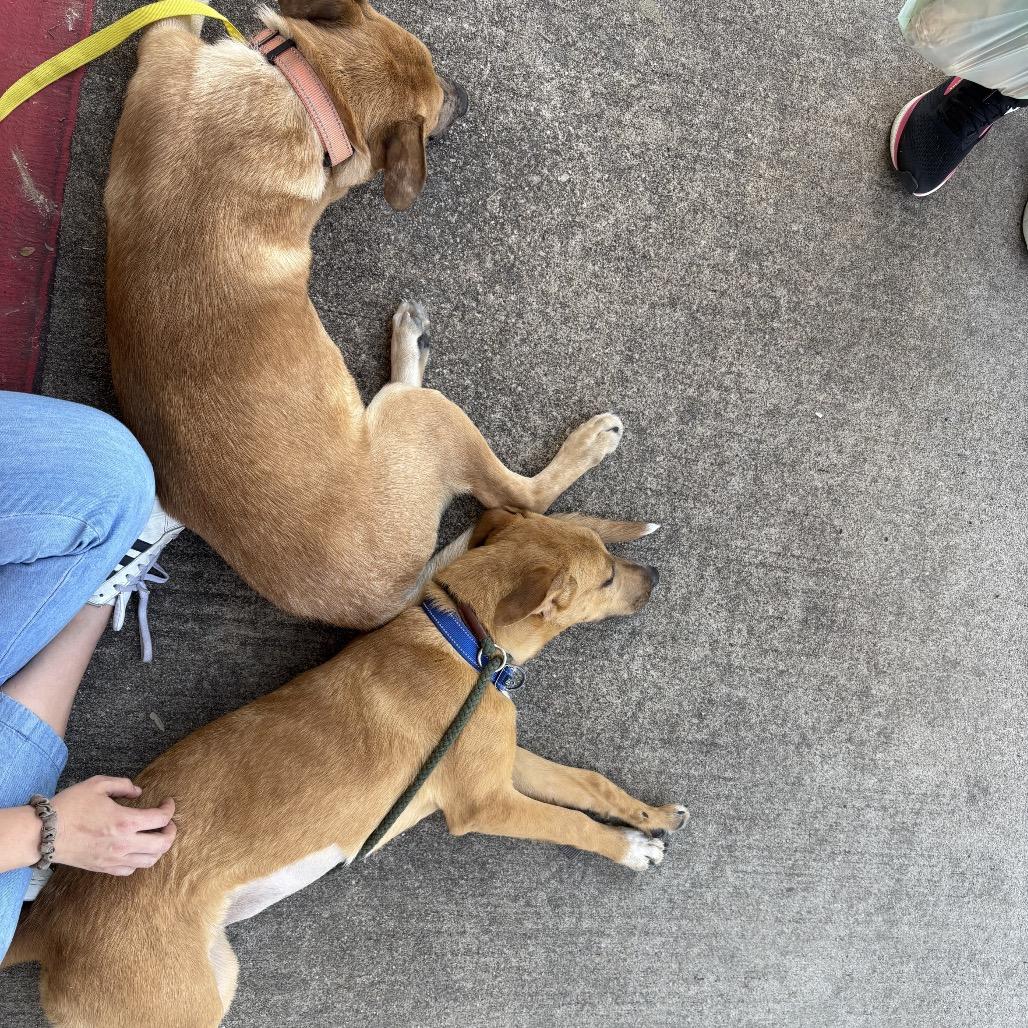 Hickory, a Adoptable mixed breed in Stephenville, TX image 2/6