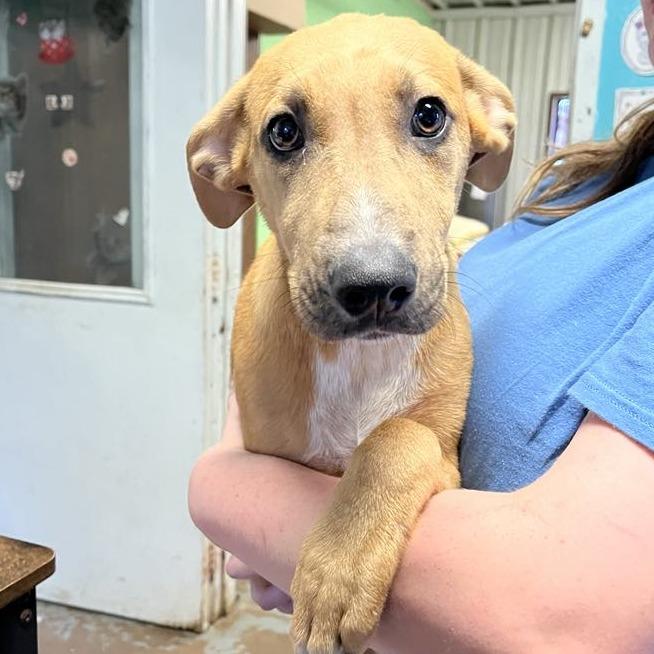 Hickory, a Adoptable mixed breed in Stephenville, TX image 3/6