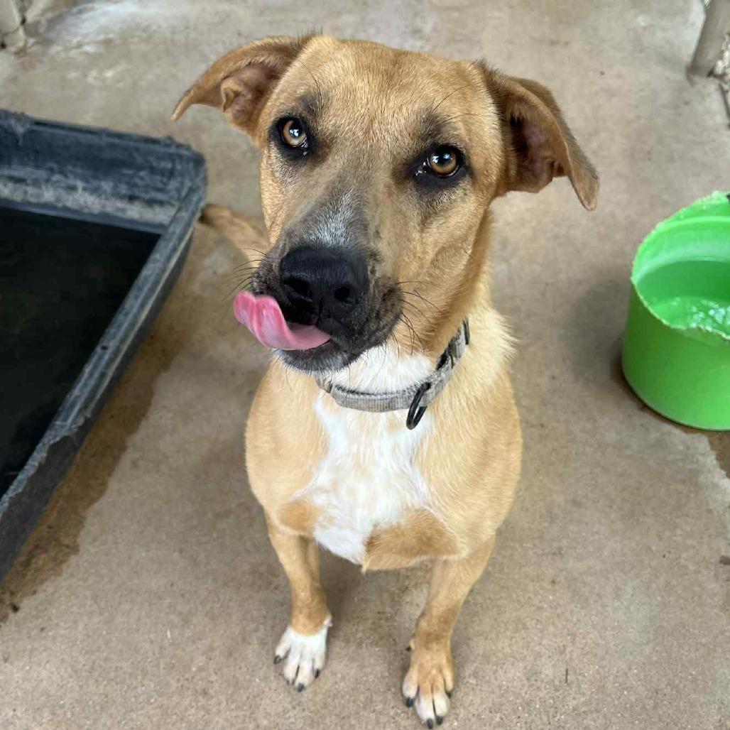 Enlarge Hickory, a Adoptable mixed breed in Stephenville, TX image 4/6
