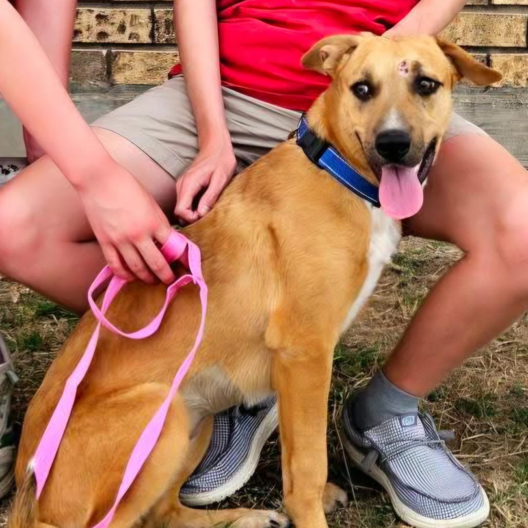 Hickory, a Adoptable mixed breed in Stephenville, TX image 4/6