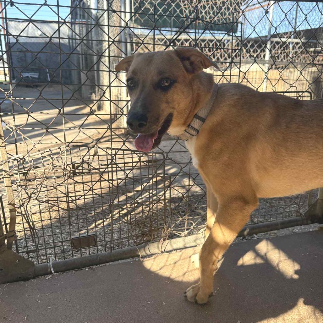 Hickory, a Adoptable mixed breed in Stephenville, TX image 5/6