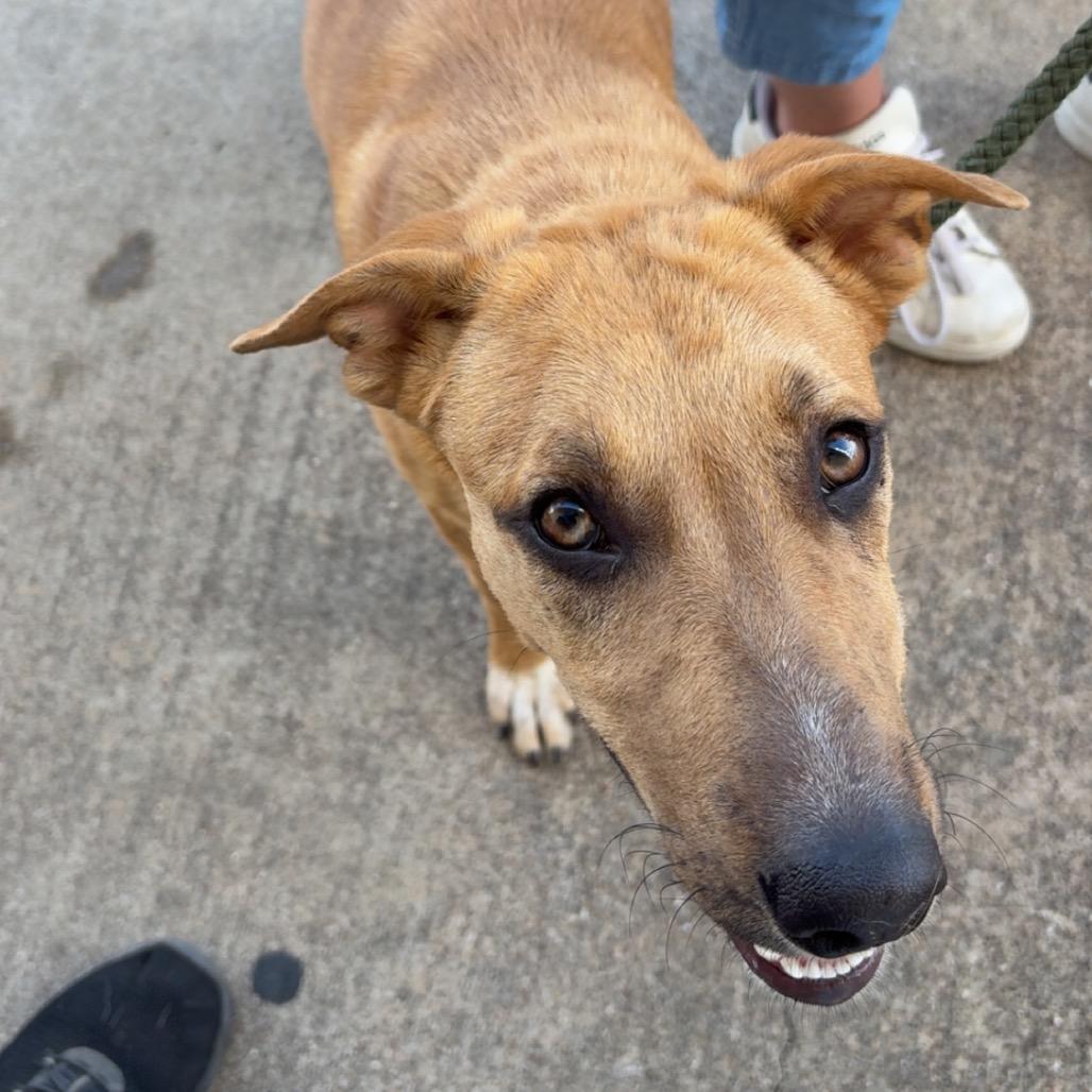 Hickory, a Adoptable mixed breed in Stephenville, TX image 6/6