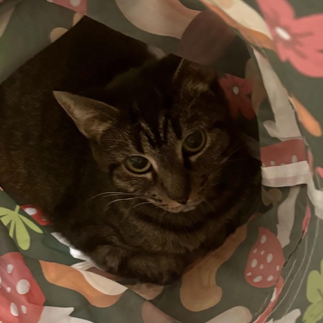 Enlarge Gemma, a Adoptable Domestic Short Hair in Boston, MA image 1/1