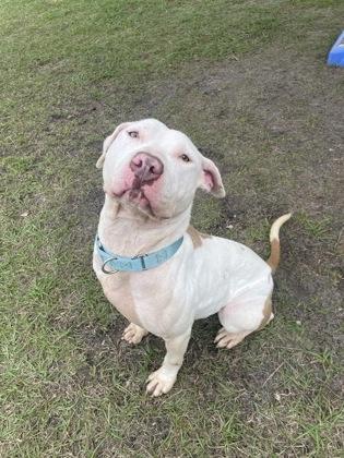 Enlarge Nola (@ Foster Home), a Adoptable mixed breed in Conway, SC image 1/3