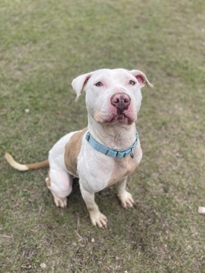 Enlarge Nola (@ Foster Home), a Adoptable mixed breed in Conway, SC image 2/3
