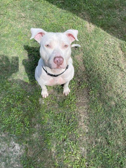 Enlarge Nola (@ Foster Home), a Adoptable mixed breed in Conway, SC image 3/3