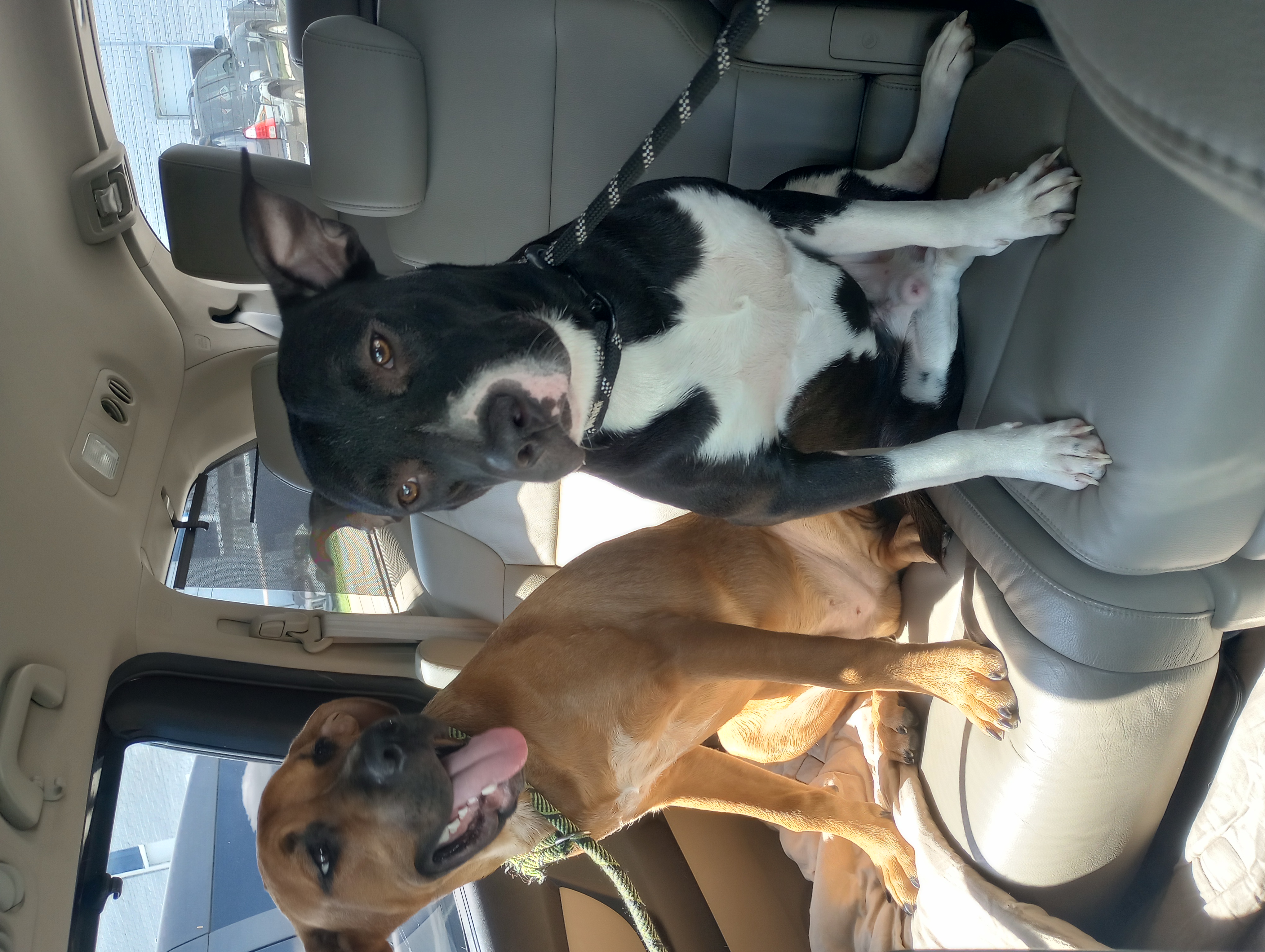 Dog for adoption Canelo, a Mountain Cur in GROVE CITY , PA Petfinder