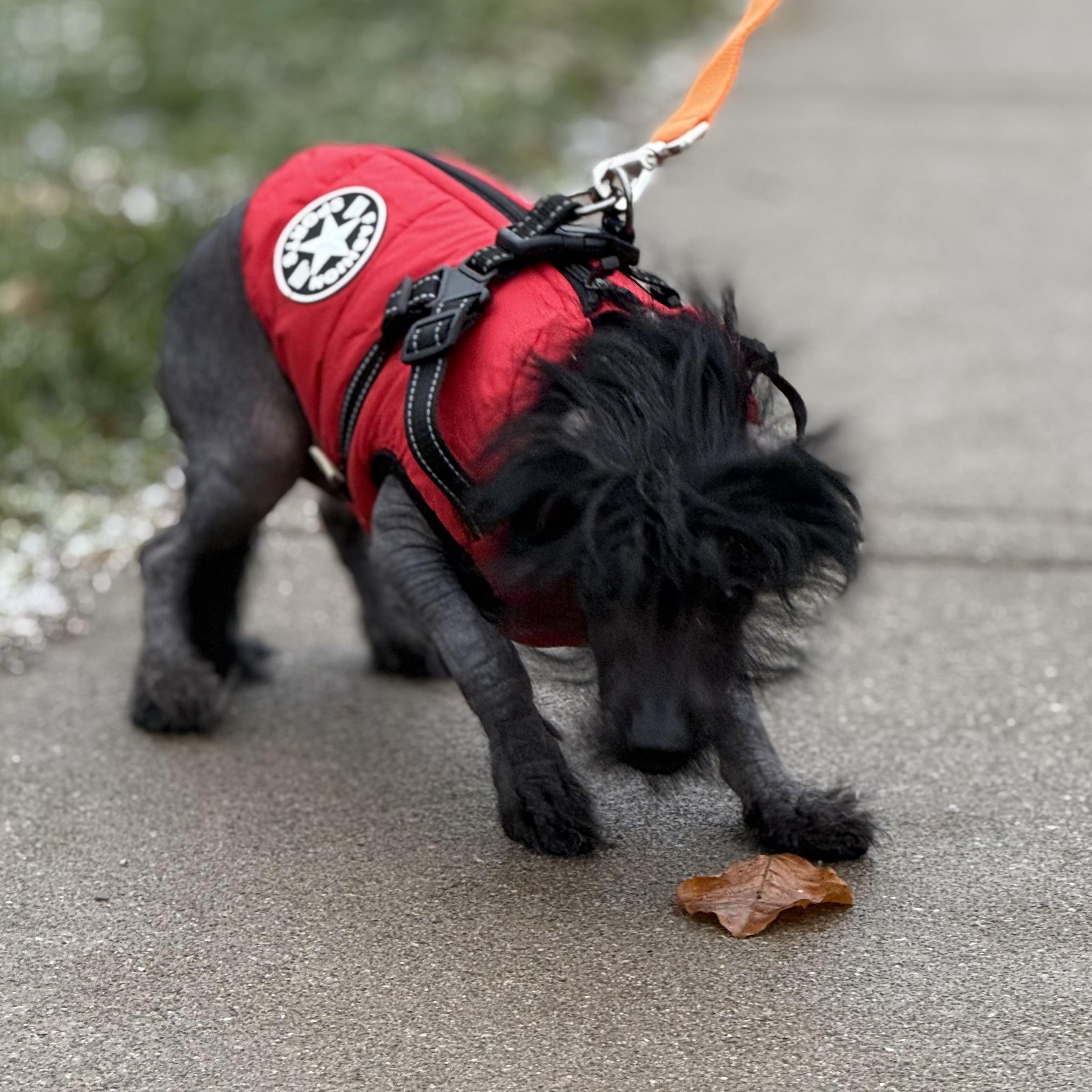 Bare, an adopted Chinese Crested Dog in Scarborough, ON image 5/6