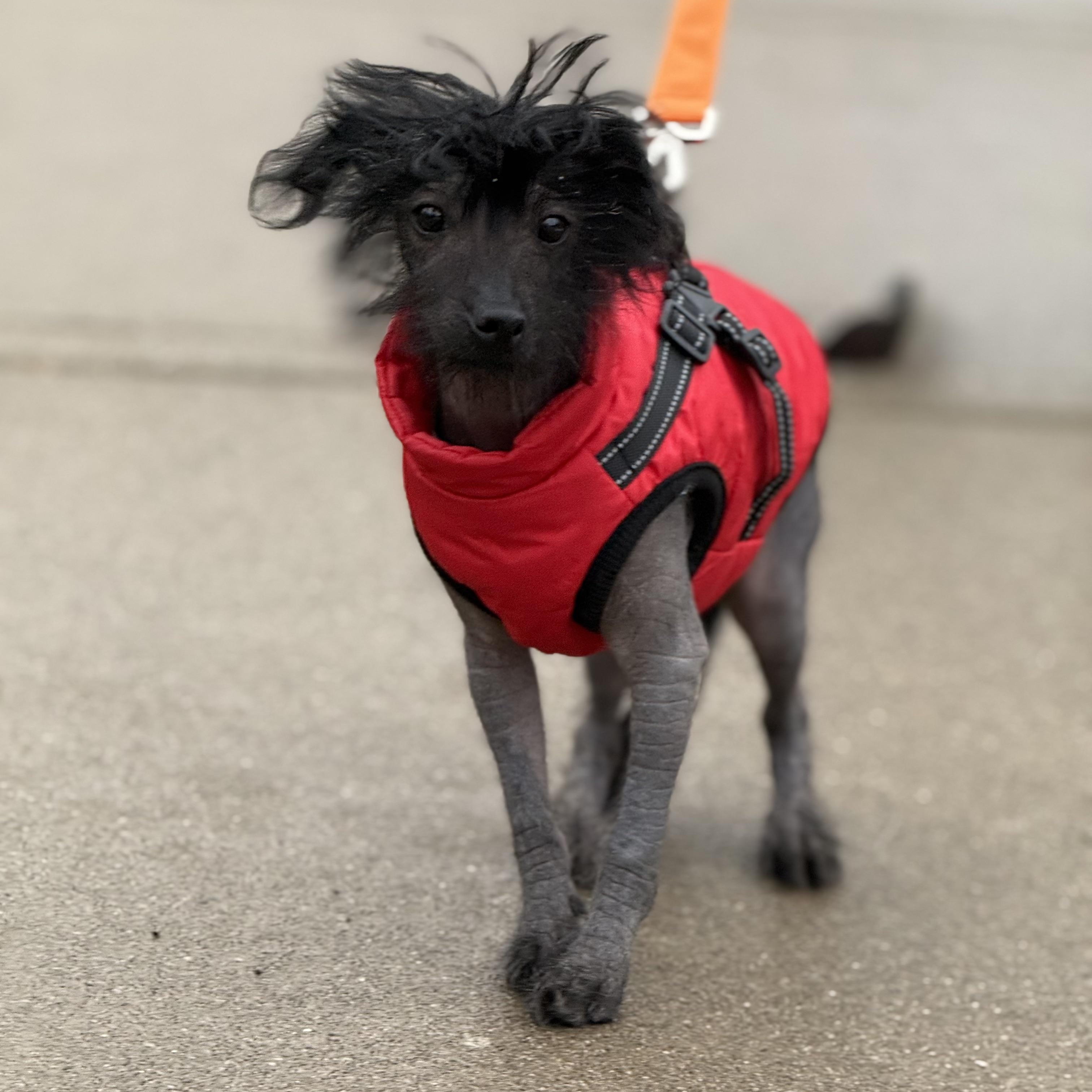 Bare, ADOPTABLE, Puppy Male Chinese Crested Dog.