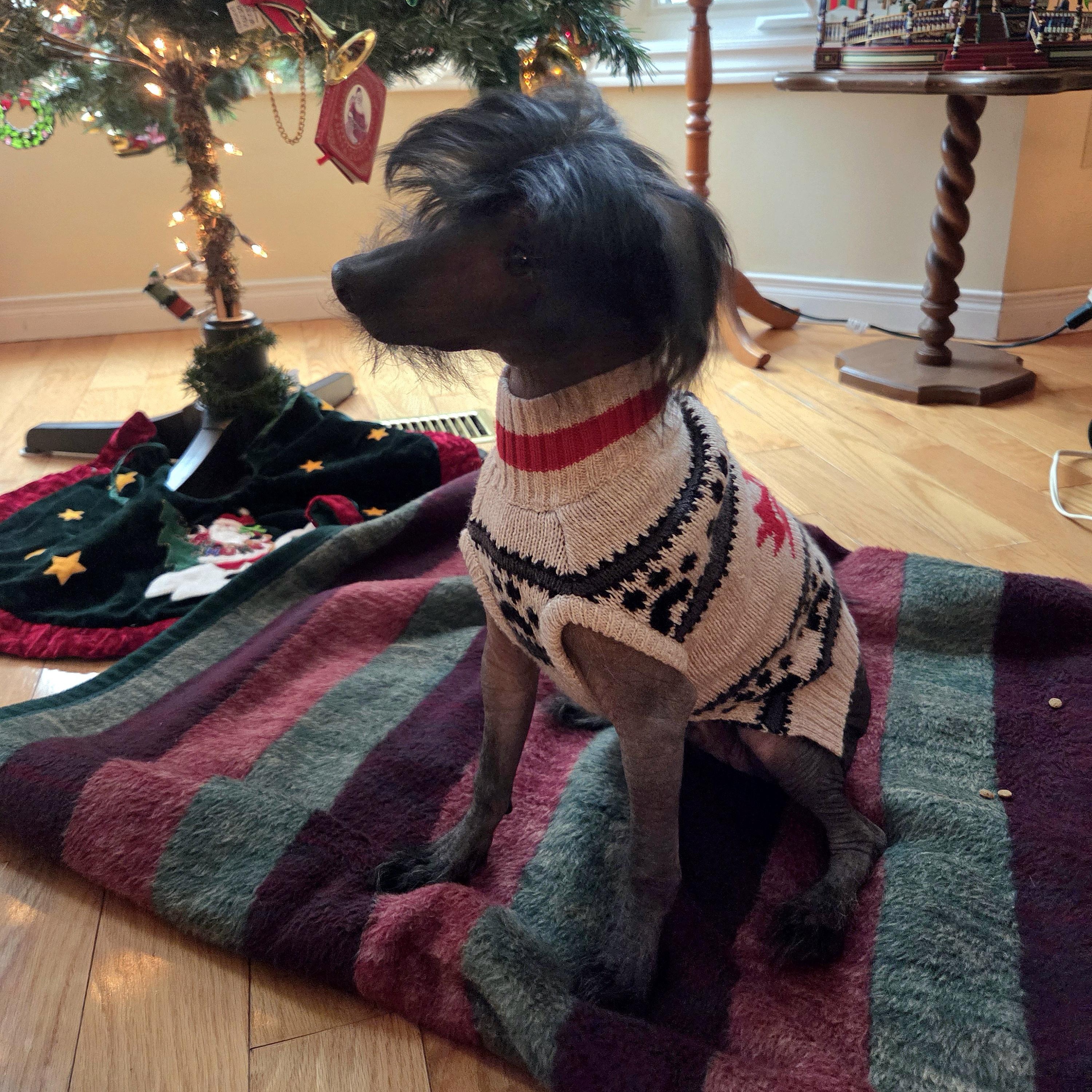 Bare, an adopted Chinese Crested Dog in Scarborough, ON image 4/6