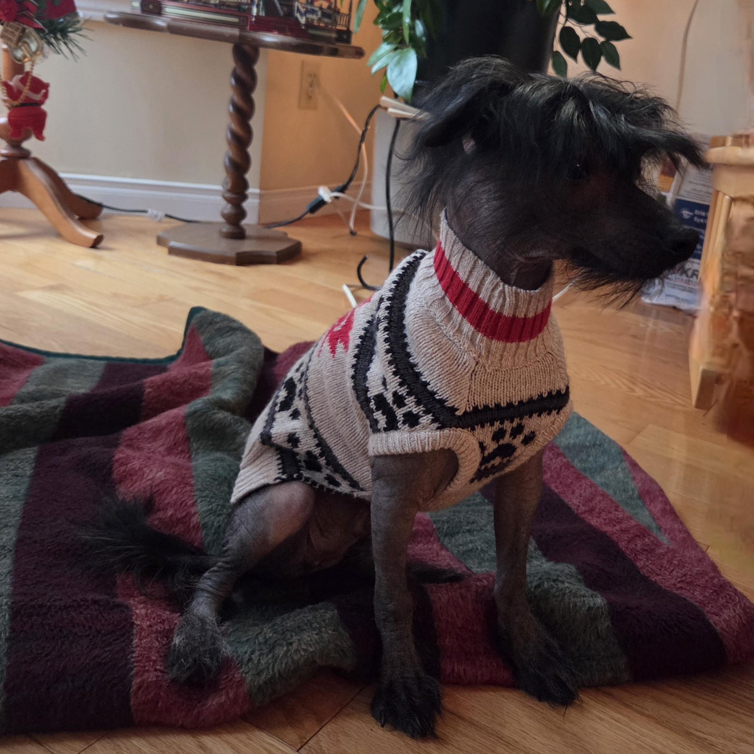 Bare, an adopted Chinese Crested Dog in Scarborough, ON image 2/6