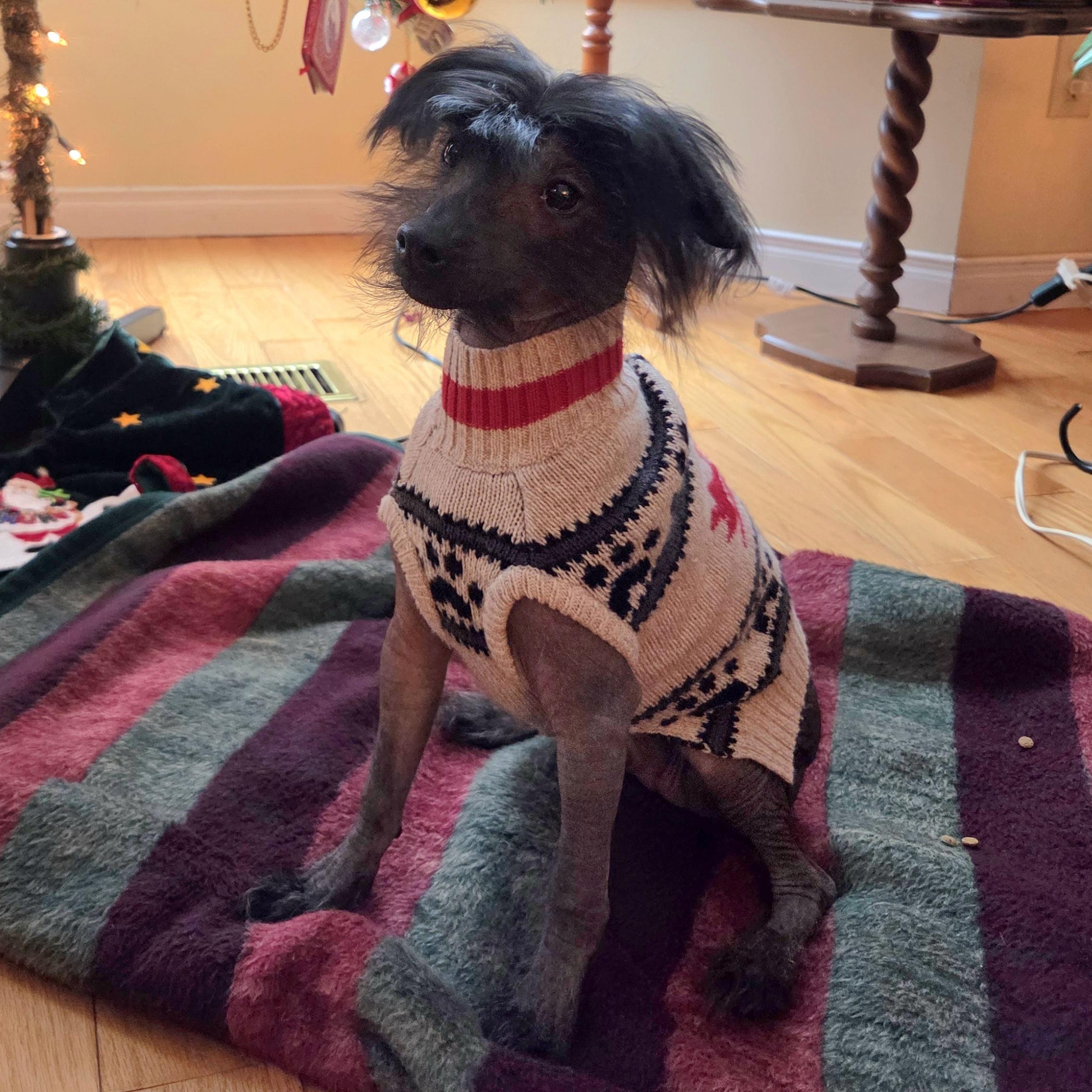 Bare, an adopted Chinese Crested Dog in Scarborough, ON image 6/6