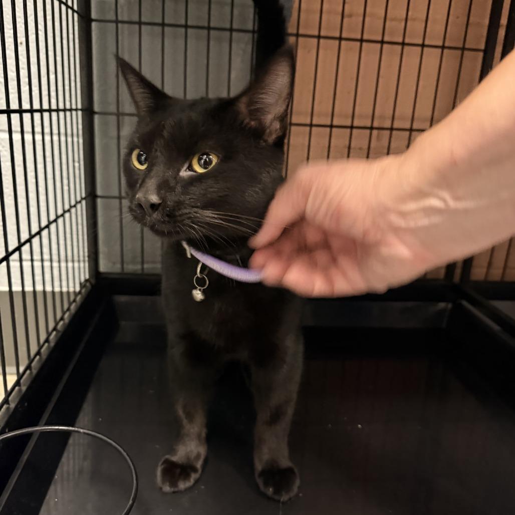 Enlarge Reznor, a Adoptable Domestic Short Hair in Columbus, NC image 1/1