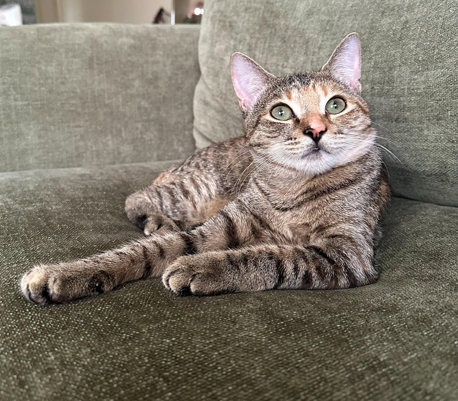BEAR #2030 - Offered by Owner - Young Female, Adoptable, Young Female Torbie & Tabby.