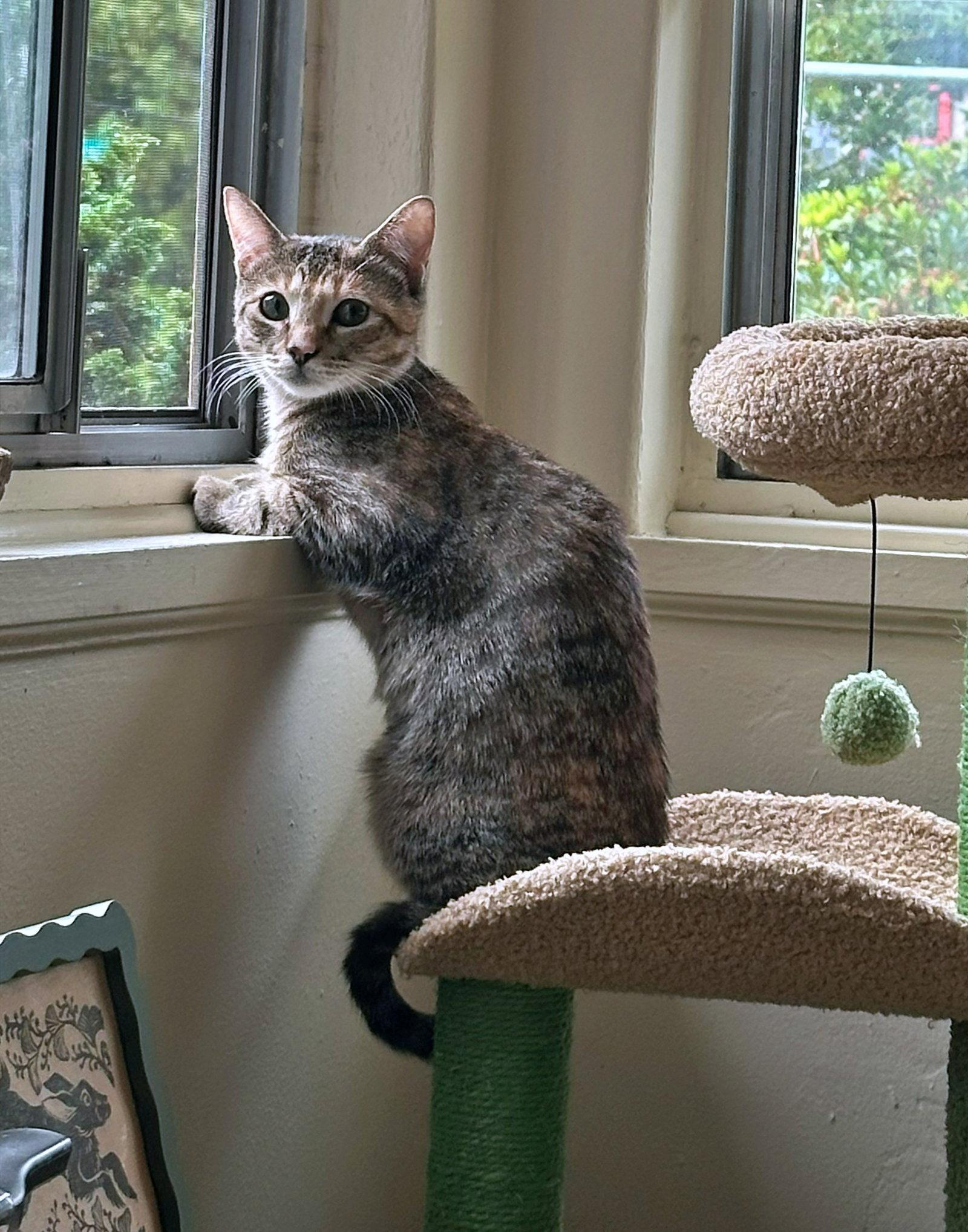 Enlarge BEAR #2030 - Offered by Owner - Young Female, a Adoptable mixed breed in Hillsboro, OR image 2/3