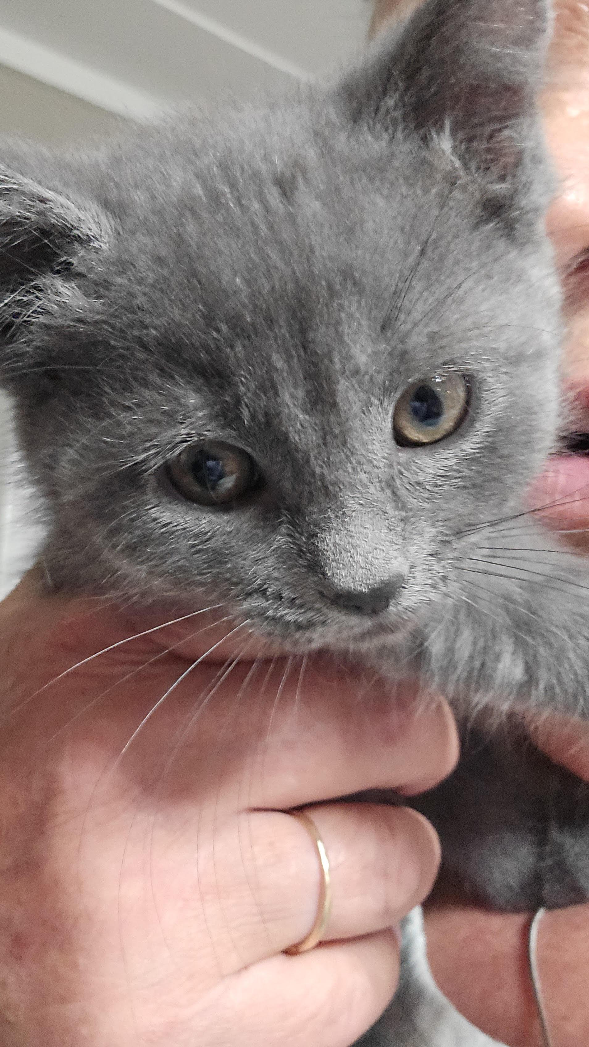 Enlarge Juniper, a Adoptable Domestic Medium Hair in St. Clair Shores, MI image 1/1